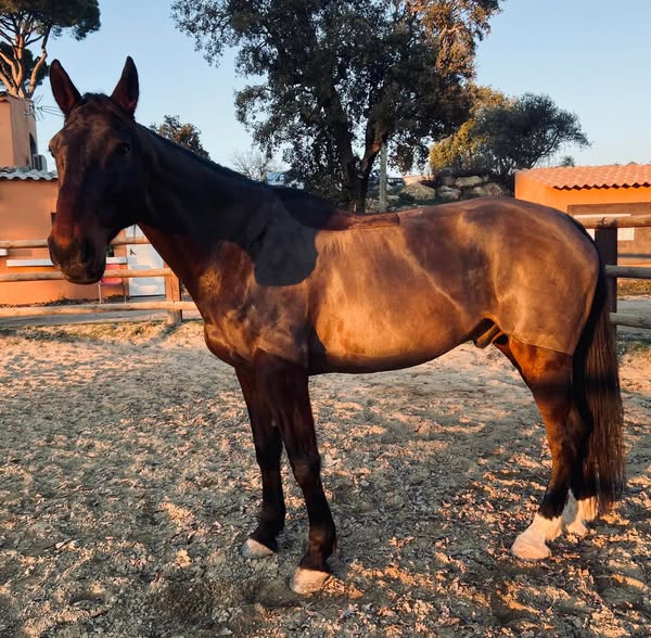 Un cheval se tenant dans un paddock, avec des arbres et des bâtiments en arrière-plan.